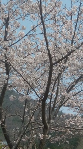 20190407_124155_HDR.jpg