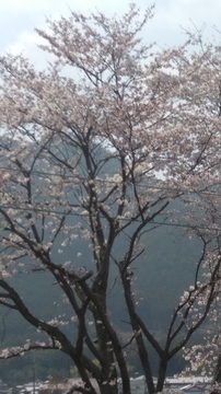 20190406_125141_HDR.jpg