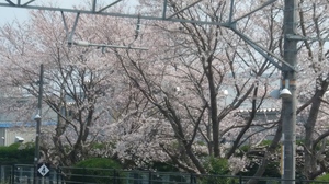20190406_125318_HDR.jpg