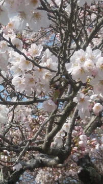 20190406_142512_HDR.jpg
