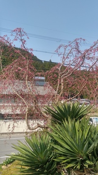 20190406_142539_HDR.jpg