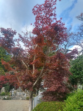 20191112_115306_HDR.jpg
