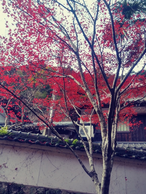 20191126_122039_HDR_Film1.jpg