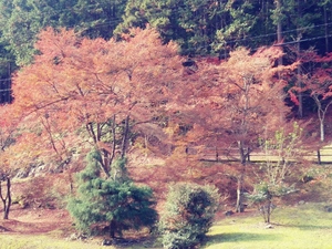 20191126_125849_HDR_Film1.jpg
